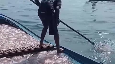 Jellyfish Gathering
