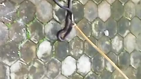 Funny Snake catching