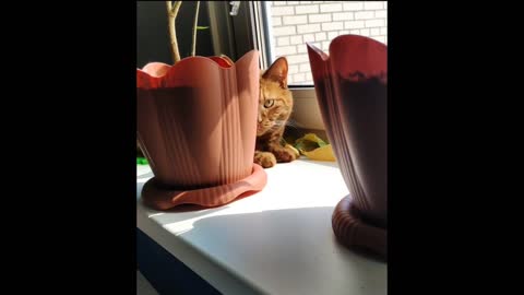 When cats get hiddeing| cute cat