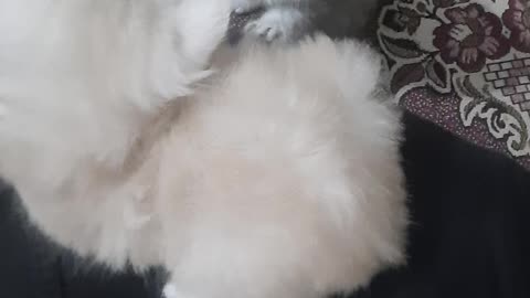 Cute kittens