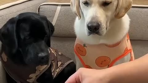 Funny Animals character.