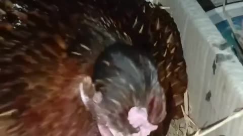 Amazing chicken 🐔 trending video