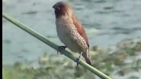 Bondol bird(Lonchura)