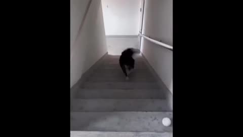 New Funny Animals 😆 Funny Cat And Dogs Vedios 🤣