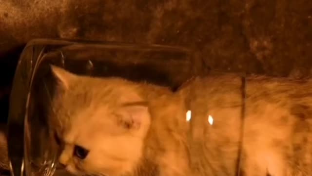 Ginger cat climbed into the jar