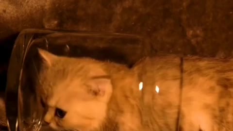 Ginger cat climbed into the jar