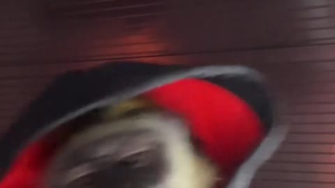 When that beat drop 🕺🏽🤣🐒