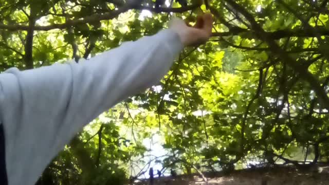 Hyde Park parakeets