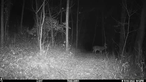 Buck action Nov 3 2022