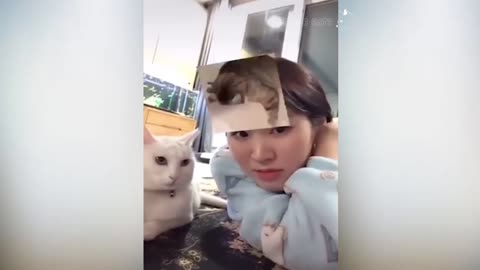 Cats Attacking People Compilation - Cat Slapping Their Owner - Funny Cat
