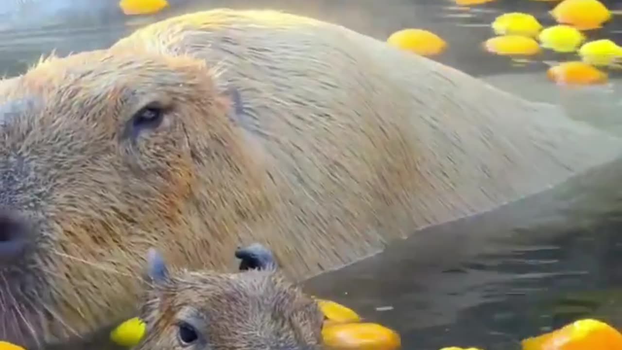 🙏❤️🎉🎉🎉🎊🎊🎊️SWEET AND FUNNY ANIMALS SHOTS 🙏❤️❤️🎉🎉🎉🎊🎊🎊