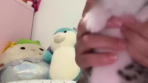 Funny cat