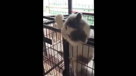 Funny Animals Videos