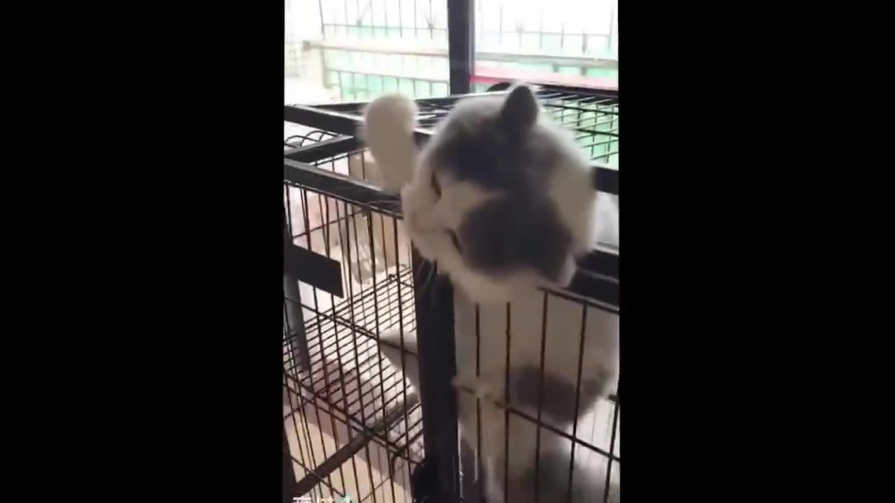 Funny Animals Videos