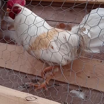 Flock it Farm: New flocking bird. Quiet Rooster