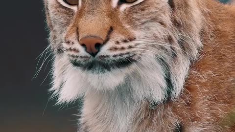 Beautiful bobcat