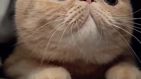 Funny Cat
