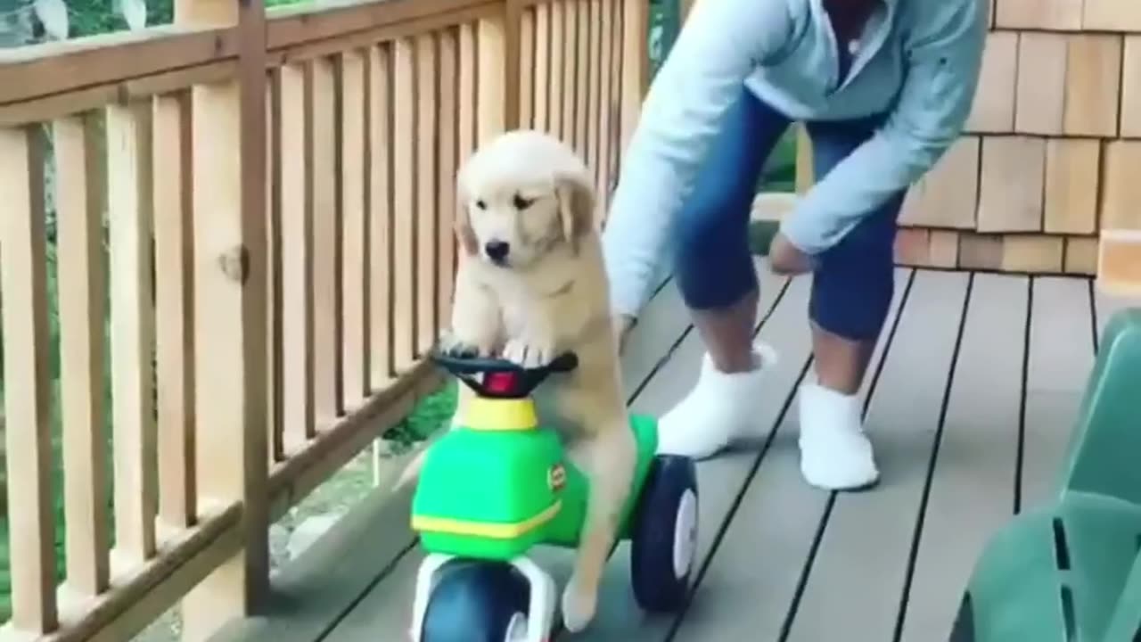 Cute baby animals Videos Compilation cutest moment of the animals
