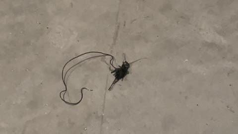 Parasitic Worm Squirms Out Cricket