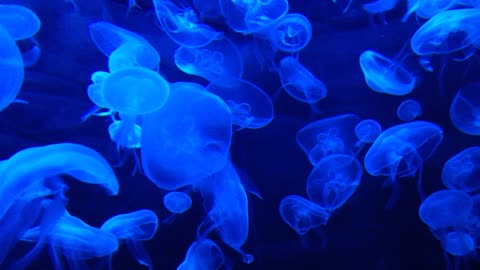 Jellyfish Tank Water - NutureInYourHand