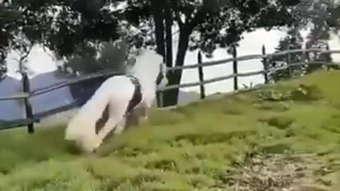 Horse SOO Cute! Cute And funny horse Videos Compilation cute moment #2