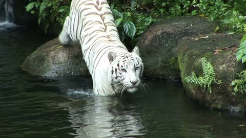 tiger white lake pond bath