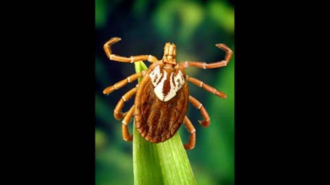 Avoid ticks on people, on pets and in the yard.