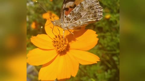 LOVELY BUTTERFLY 🦋🦋🦋 AT HOME 🏡🏡 GARDEN || BEST MOMENT OF THE DAY 🙂🙂🙂
