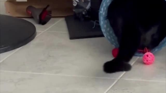 Adopting a Cat from a Shelter Vlog - Cute Precious Piper is Playing in Her Tunnel #shorts