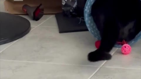 Adopting a Cat from a Shelter Vlog - Cute Precious Piper is Playing in Her Tunnel #shorts