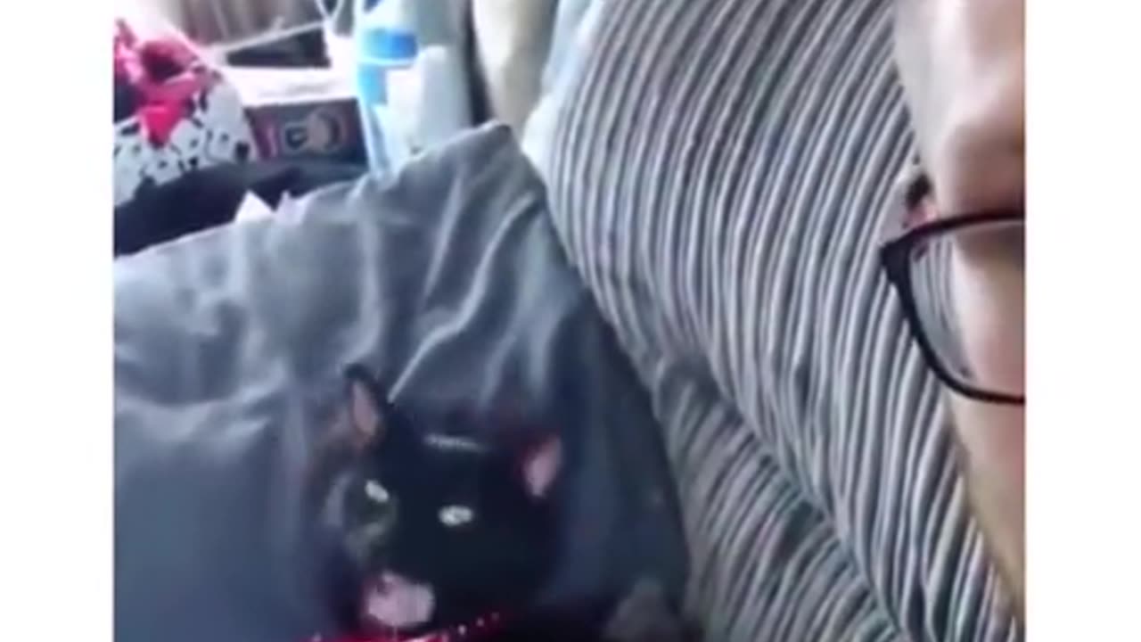 How well can kittens imitate 😂
