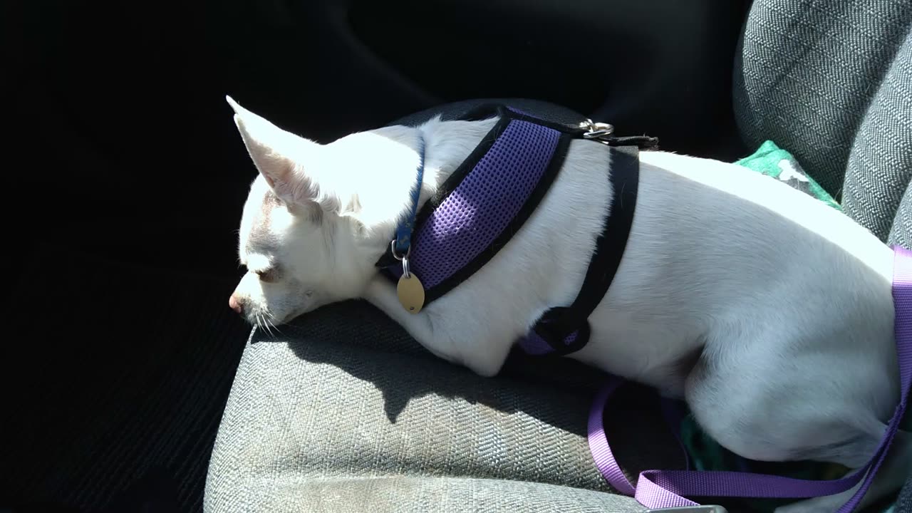 Gus laying on the car pasenger seat