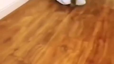 funny Cats video compilation--try not to laugh #cats #funnycats
