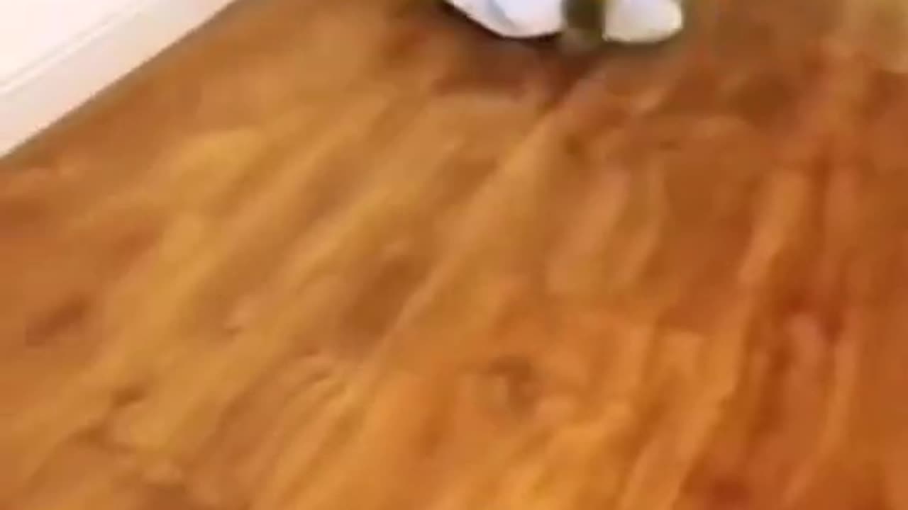 funny Cats video compilation--try not to laugh #cats #funnycats