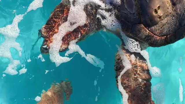 Florianópolis, Brazil.