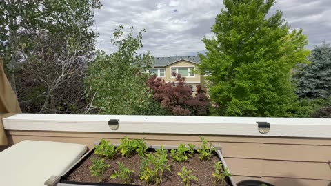 Hanging out in the upper deck backyard