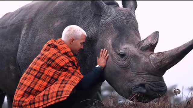 Quand les animaux aiment leurs amour est unique