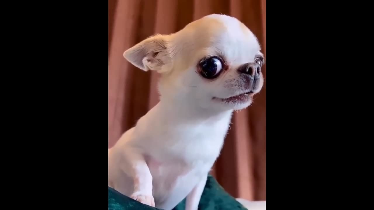 New Funny Animals😂Funniest Cats And Dogs Videos🐱🐶