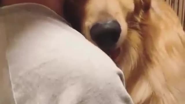 Golden’s are the best. So loving