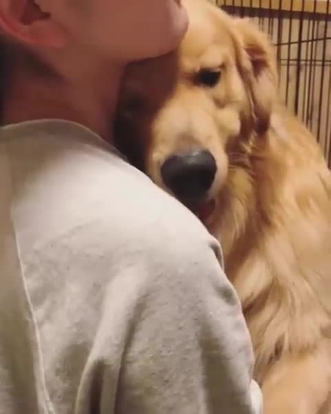 Golden’s are the best. So loving