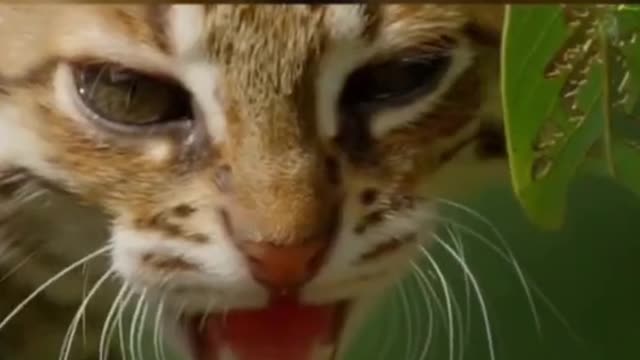 A collection of animal moments