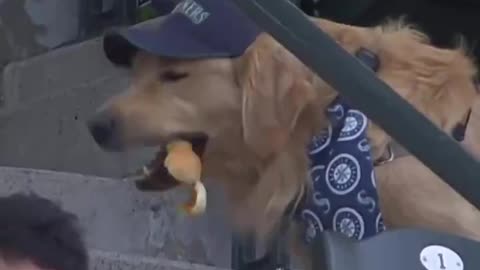 The best baseball fan