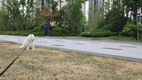 Take Samoyed out for a walk