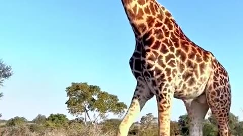 Animal short