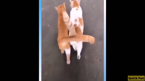 Dogs and Cats Very Funny Videos