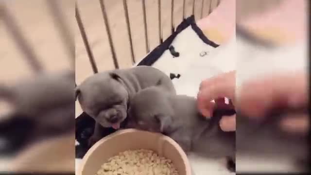 babies and cute dogs