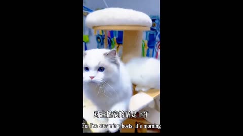 Funny Cat Videos #Part 3