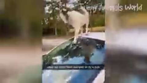 Funny Dogs And Cats Videos