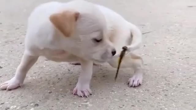 Dog and Dragonfly