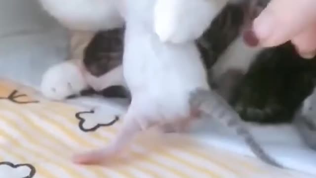 Cute pet